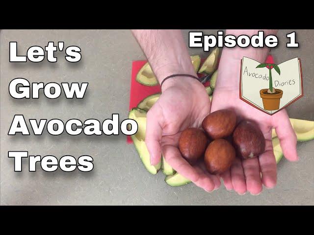 Germinating Avocado Seeds - Avocado Diaries - Episode 1