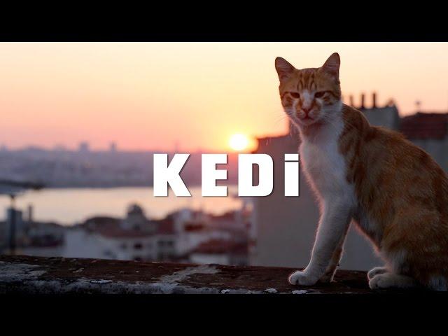 KEDI - TRAILER 1