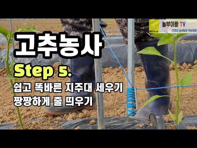 고추줄 짱짱하게 띄우기, 고추농사 Step 5. 고추지지대 똑바로 세우기와 고추줄 묶는법