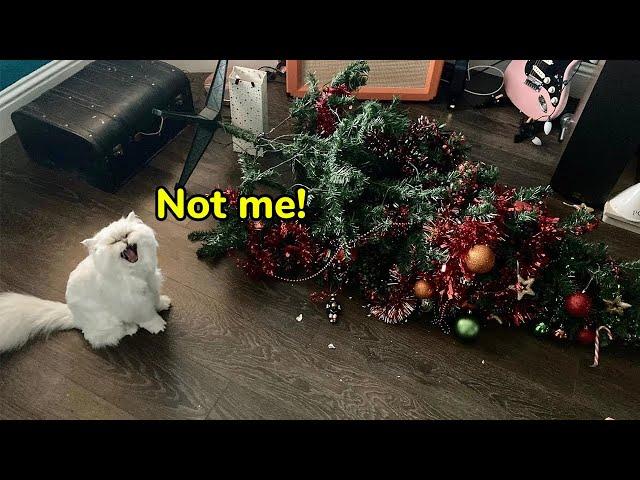 The Smartest Cats Are Also the Most DRAMATIC! Best Cats Videos 2024