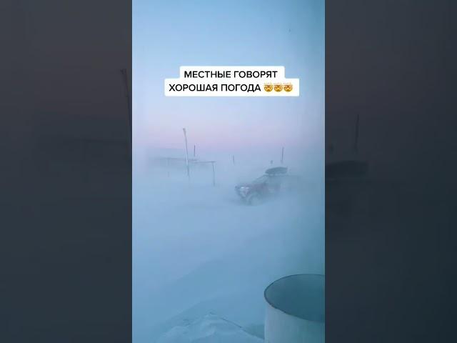Здесь за окном ходят белые медведи. 