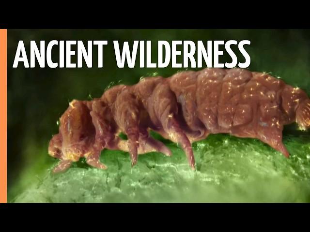 Inside Earth's Majestic Cold Rain Forests | Full Documentary