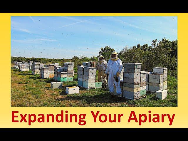 Expanding Your Apiary Part 1