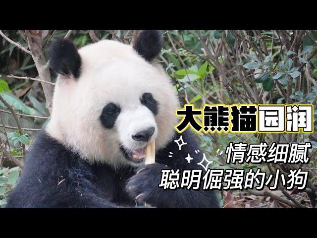 大熊猫园润 情感细腻聪明倔强的小狗