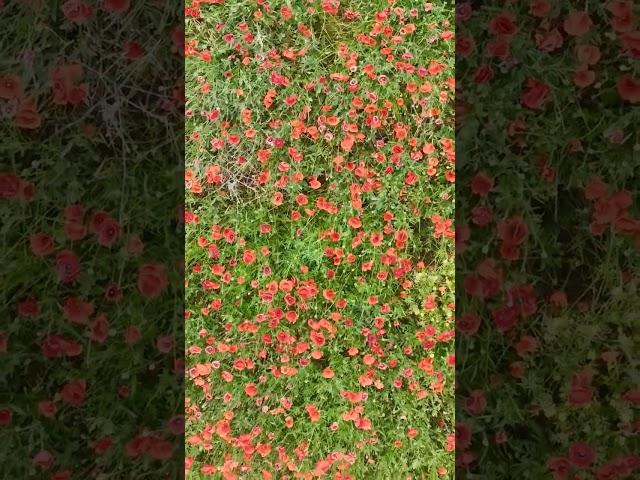 Poppies in the wind #poppy #poppies #amapolas #spring #primavera #nature #flowers #red #wind