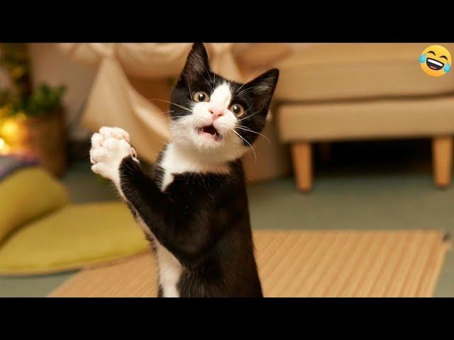 Funny ANIMALS videosFunniest CATS and DOGS 2024