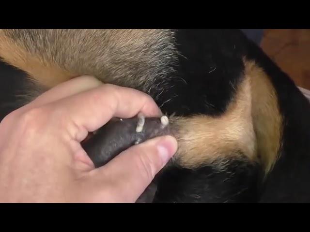 mangoworms removal from dog  maggots 2022 | lot of mangoworms botfly removed now