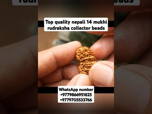 top quality nepali 14 mukhi rudraksha collector piece #youtubeshorts #shorts #rudraksha