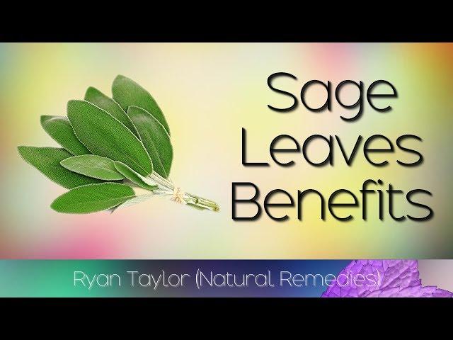 Sage Leaves: Benefits and Uses