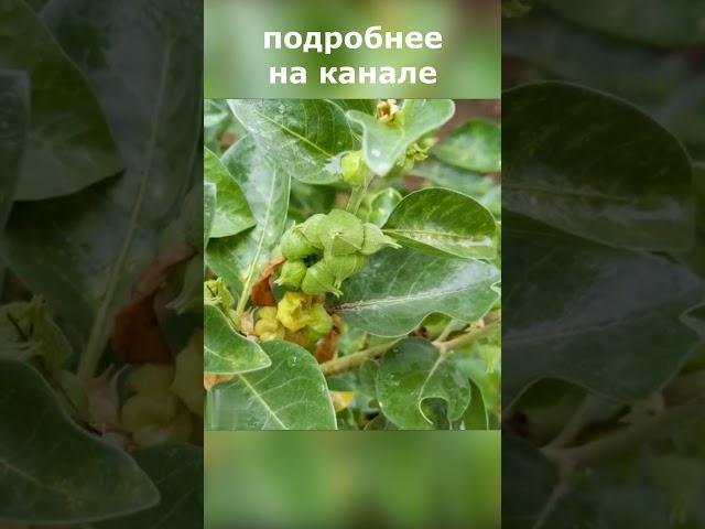 Ашваганда польза и вред #здоровье #ашваганда