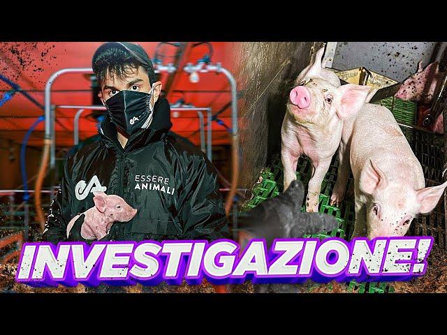 INVESTIGAZIONE NOTTURNA IN UN ALLEVAMENTO INTENSIVO DI MAIALI!