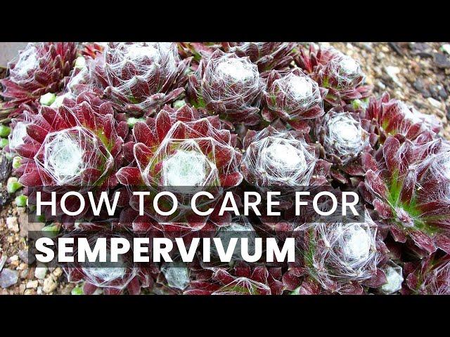 BEST TIPS | HOW TO CARE FOR SEMPERVIVUM SUCCULENTS | HENS AND CHICKS | HOUSELEEK SUCCULENT