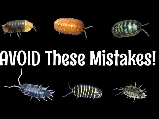 10 Isopod MISTAKES to Avoid