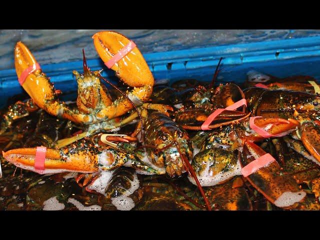 North Atlantic Lobstering & Lobster Grading at Fleet Fisheries Inc.