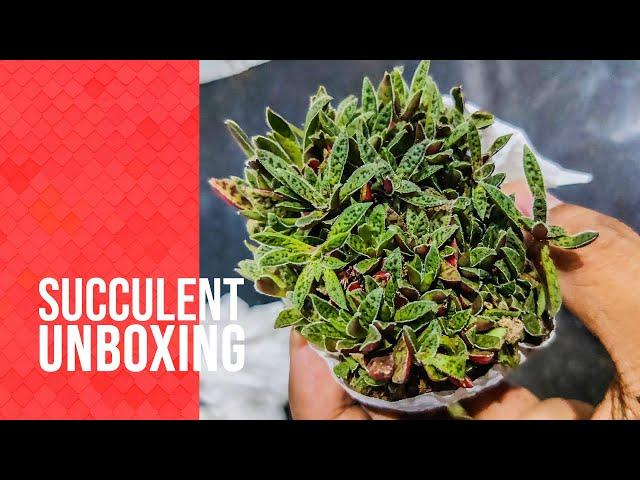 Let's Unbox Some Succulents