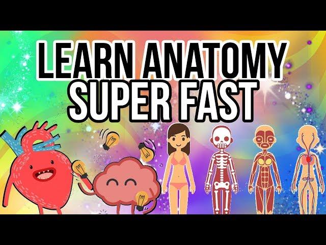 How to Learn Human Anatomy Quickly and Efficiently!