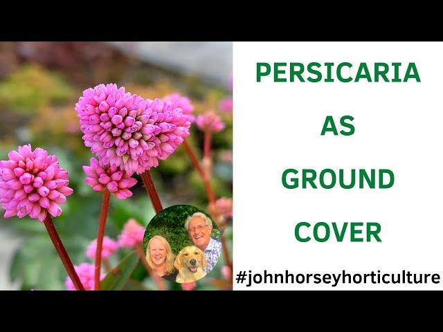 GROWING PERSICARIA AS A GROUND COVER PLANT