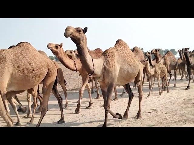 The most beautiful animals of Cholistan, Masha Allah