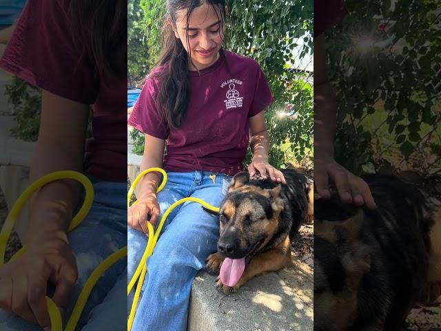 NEW A5697904 Popeye | German Shepherd Puppy