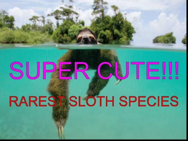 RAREST SLOTH EVER!!! Pygmy three-toed sloth