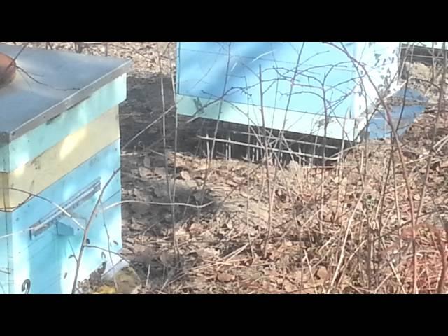 Пчелы 27.03.16