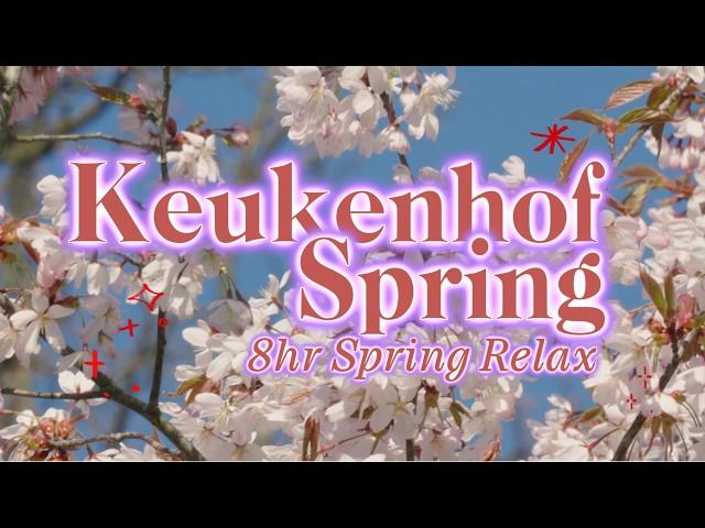  8hr Calm Spring Escape | Keukenhof 2025