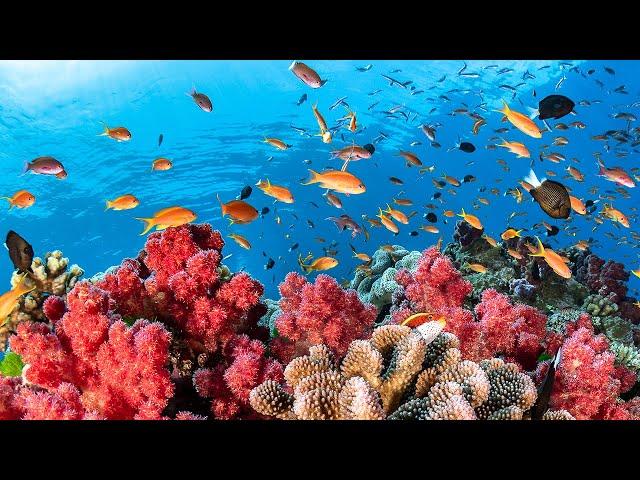 Austraila's Great Barrier Reef