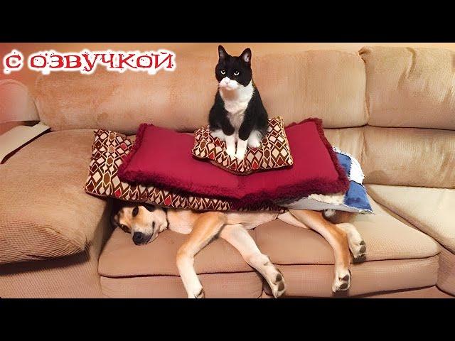 Funny Animal Videos 2024 - Funniest Dogs and Cats Videos #296
