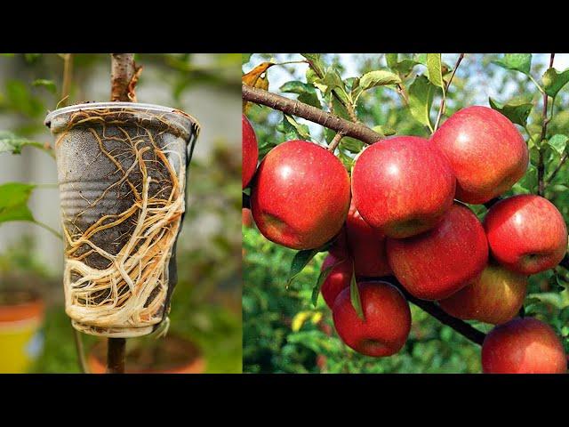 Apple tree propagation by air layering using Aloe Vera - easy method