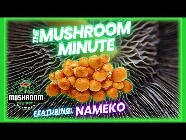 Nameko - The  Mushroom Network #mycology #mushrooms #fungi #mushroomfacts #nameko