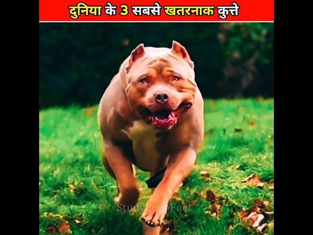 दुनिया के 3 सबसे खतरनाक कुत्ते ! 3 Most Dangerous Dogs in The World ! #shorts #ytshorts