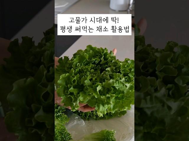 채소 비싸게 사지 마세요! 샐러드, 쌈 좋아한다면 보세요