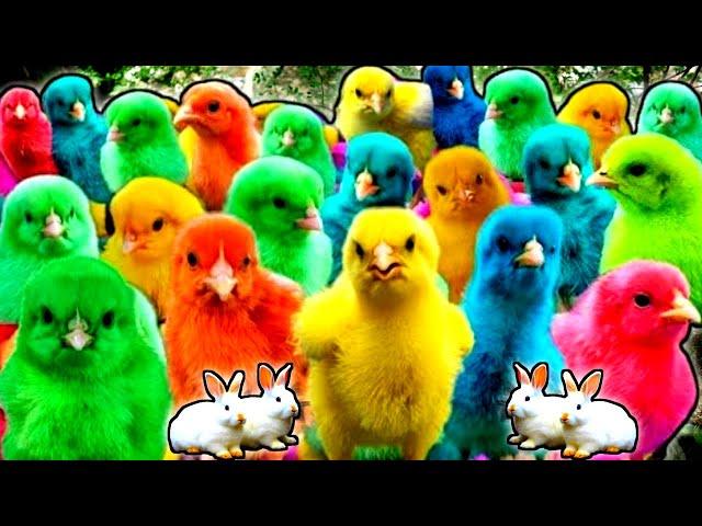 World Cute Chickens, Colorful Chickens, Rainbows Chickens, Cute Ducks, Cat, Rabbit, Cute Animals