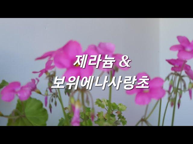 제라늄 & 보위에나사랑초 꽃이 피었어요