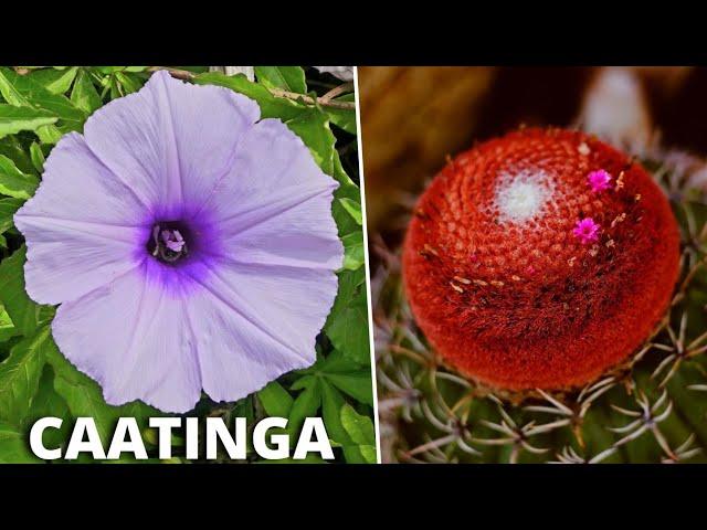 10 Plantas Brasileiras Mais INCRÍVEIS e CURIOSAS Nativas da CAATINGA