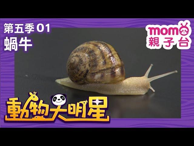 動物大明星 S5【蝸牛】第5季 第01集｜認識動物｜自然生態｜魚類｜爬蟲類｜昆蟲｜海洋生物｜哺乳類｜Animal big star｜兒童電視節目【親子台｜官方HD完整版】momokids