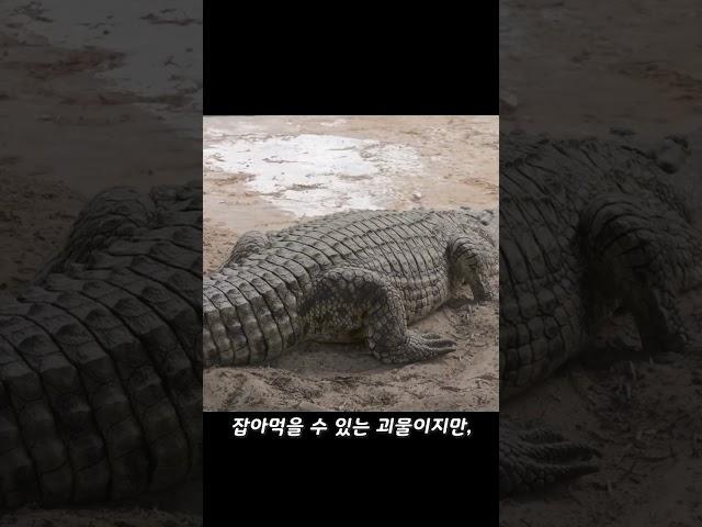 호랑이가 악어를 산 채로 잡아먹는 영상