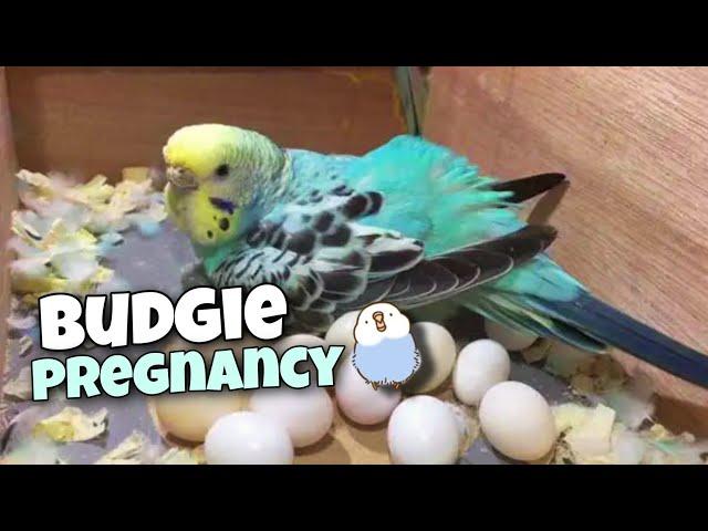 6 Signs That Your Budgie is Going to Lay Eggs