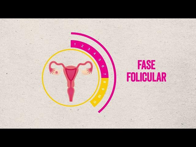 8. ¡El ciclo menstrual es increíble!