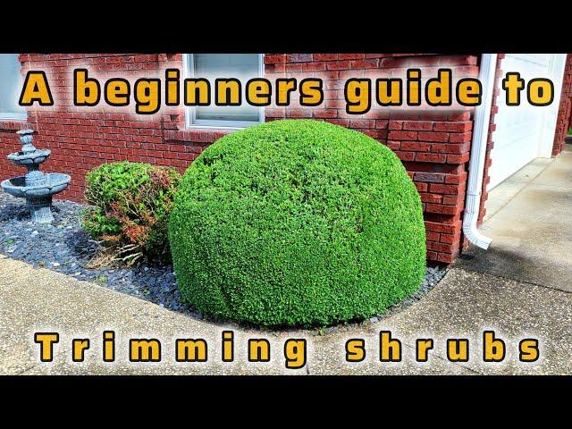 A beginners guide to Trimming Shrubs