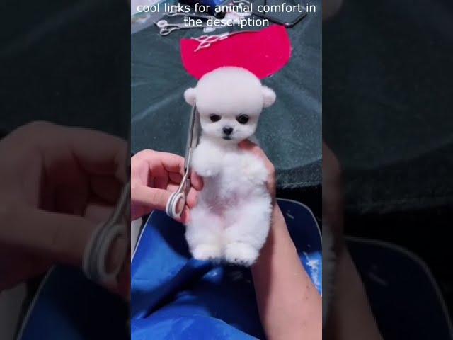 Top  Funny animals videos - Try Not To Laugh  - 78 #Shorts