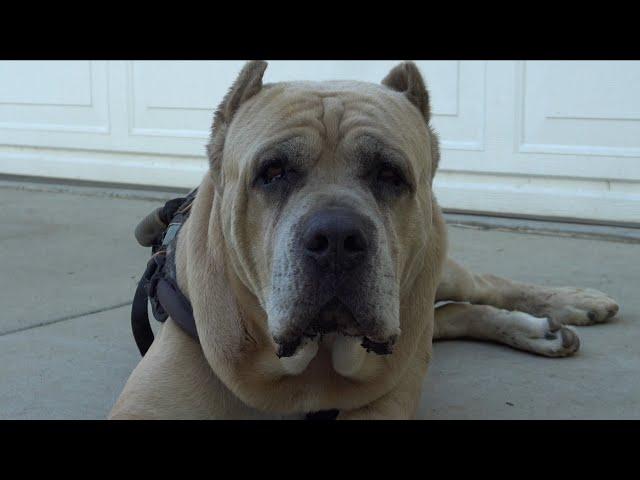 Uso is going to be a dad! Walk and talk about my cane corso temperaments.