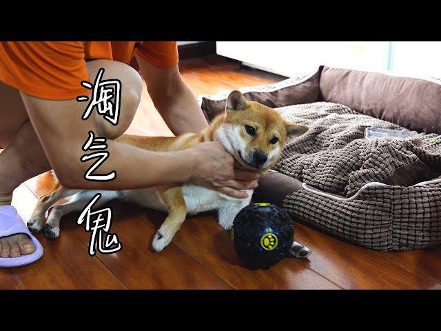 柴犬和猫，家里逃的没边了