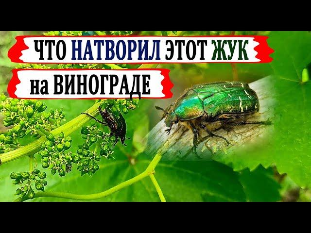  Осыпалась ЗАВЯЗЬ винограда? Возможно ЭТОТ жук всё СЪЕЛ. Цветоед бронзовка золотистая, ЧТО ДЕЛАТЬ?