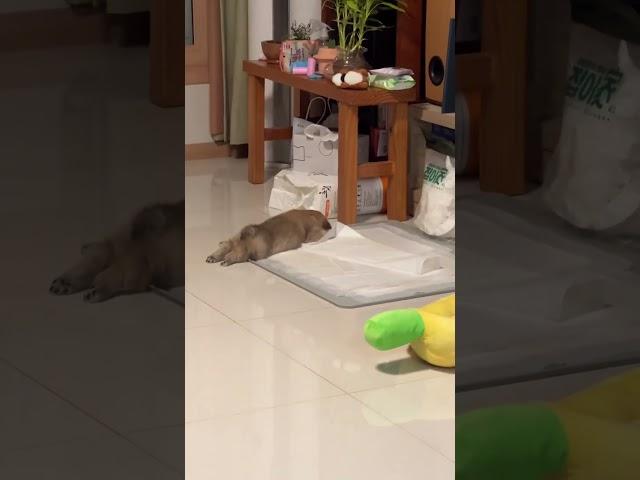 삐진감자 다른각도ver #강아지 #애견영상 #강아지유튜브