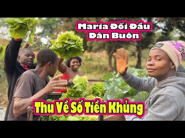 Maria thu bội tiền từ bán những cây rau to khổng lồ||2Qvlogs cuộc sống châu phi