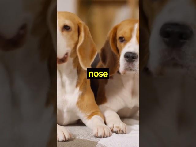 Unveiling the Canine Code #shorts  #dog #puppyvideos #shortsvideo #pet #adorabledog #viral #trending