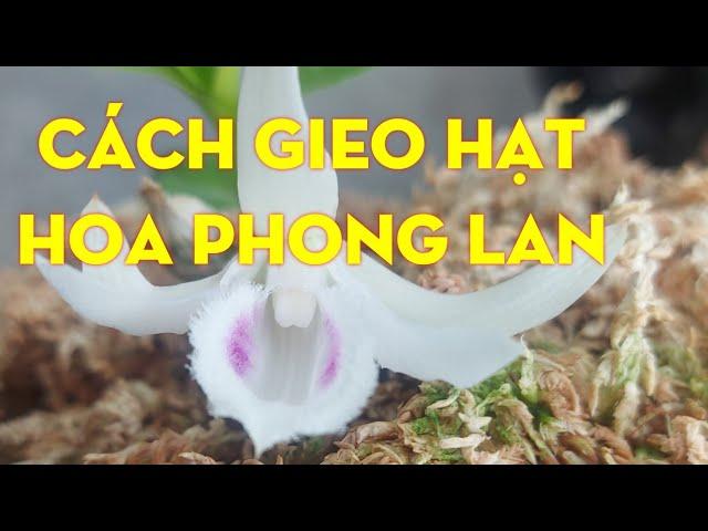 Cách Gieo Hạt Hoa Phong Lan Tại Nhà - Nam Xe Lăn