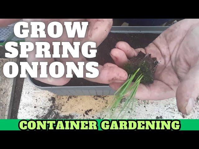 Grow Spring Onions