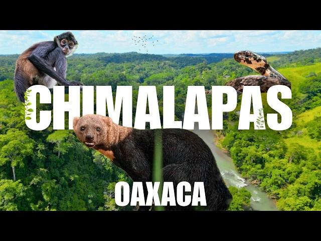 Oaxaca Salvaje: La Selva de los Chimalapas y su Riqueza Natural